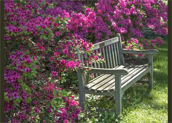 USA, Delaware. A dedication bench surrounded by pink azaleas in a garden