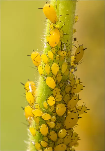 USA, Colorado, Jefferson County. Aphids on milkweed plant