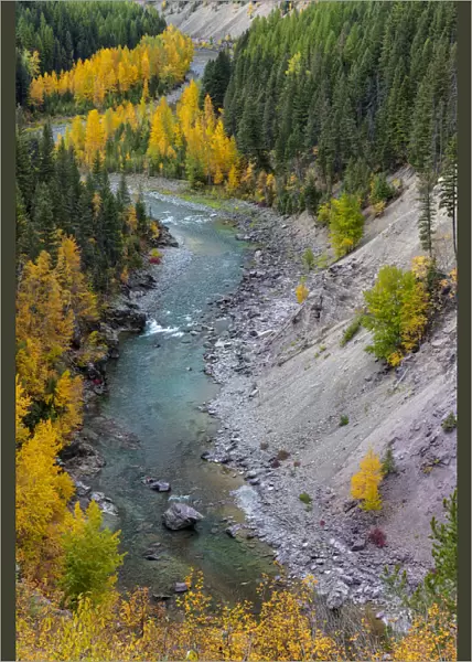 Autumn color along the Middle Fork of the Flathead River in Glacier National Park