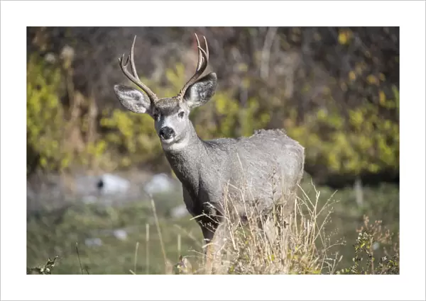 A mule deer buck at National Bison Range, Montana