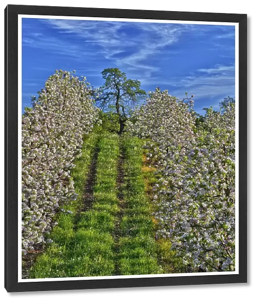USA, Oregon, Hood River. Apple orchard in full bloom