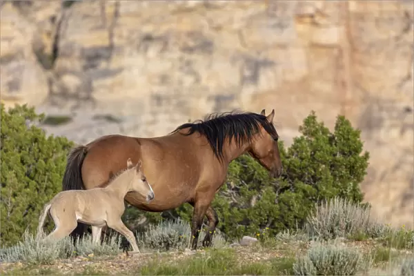Mare with newborn foal in the Bighorn National Recreation Area, Montana, USA