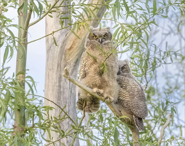 USA, Oregon. Juvenile Great horned owls