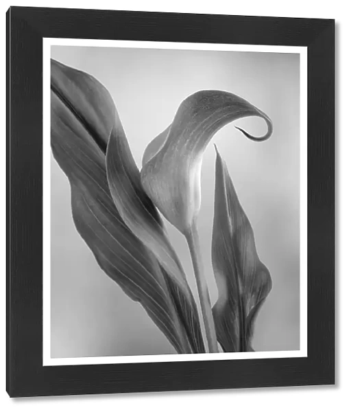 USA, Washington State, Seabeck. Black and white of calla lily