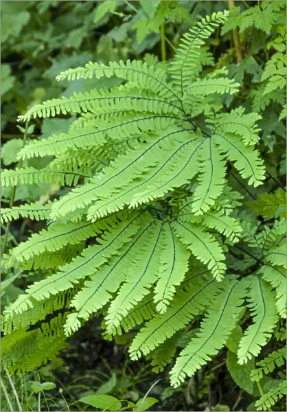 Olallie State Park, Washington State, USA. Maidenhair fern plants