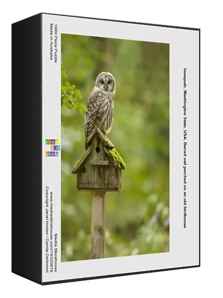 Issaquah, Washington State, USA. Barred owl perched on an old birdhouse