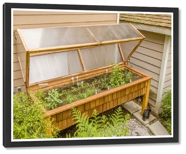 Issaquah, Washington State, USA. Waist-high 3 x 8 wood greenhouse with a