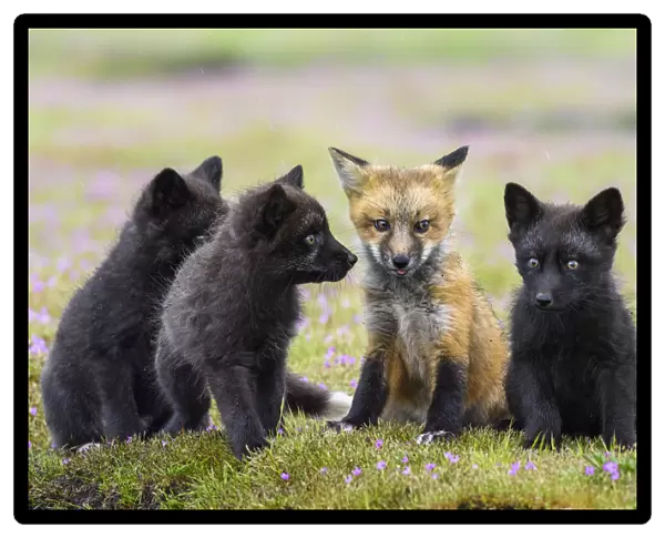 USA, Washington State. Red fox kits