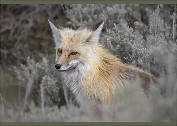 USA, Wyoming, Yellowstone National Park. Red Fox (Vulpes vulpes) framed by sage brush
