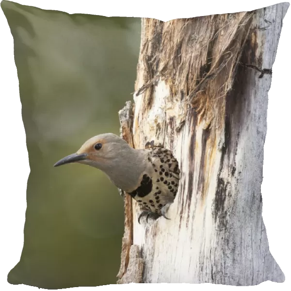 Yellowstone National Park, a female northern flicker emerges from its nest hole