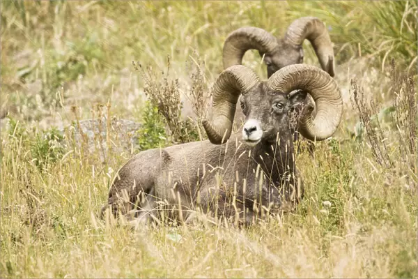 Yellowstone National Park, Wyoming, USA. Two male Bighorn Sheep resting