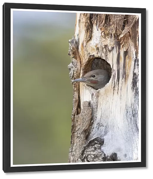 Yellowstone National Park, a young northern flicker peeks out of its nest hole