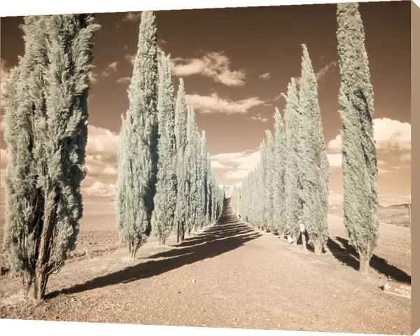 Italy, Tuscany. Infrared image of long row of cypress in Tuscany