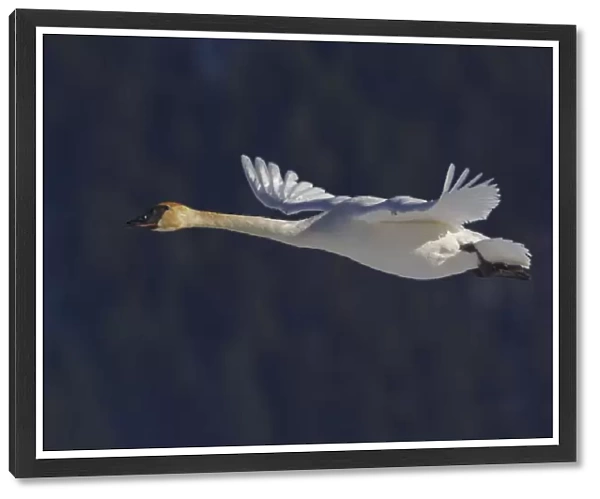 Trumpeter swan flying