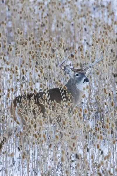 White-tail deer buck camouflaged in the thistle patch