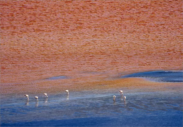 Flamingos on Laguna Colorada, Eduardo Avaroa Andean Fauna National Reserve