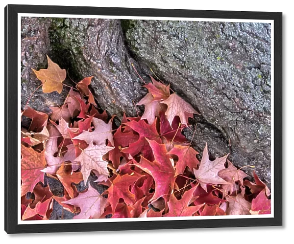 Red maple leaves, Massachusetts, USA
