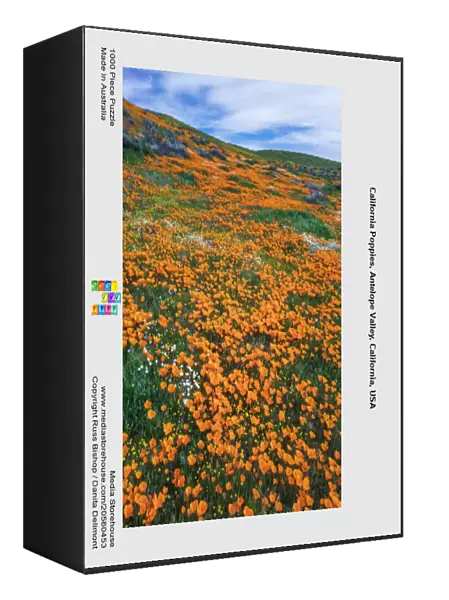 California Poppies, Antelope Valley, California, USA