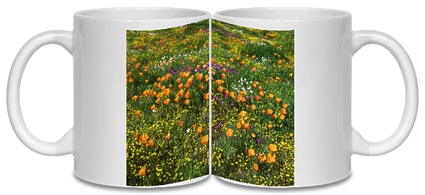 California Poppies Owls Clover and Goldfield, Antelope Valley, California, USA