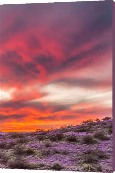 USA, Arizona, Globe, Round Mountain Park. Sunset on desert super bloom