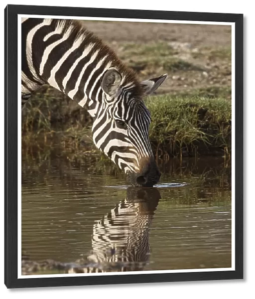 Burchells Zebra drinking and reflection in pool of water, Equus burchellii