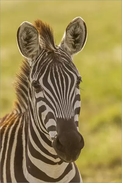 Africa, Tanzania, Serengeti National Park. Close-up of young plains zebra