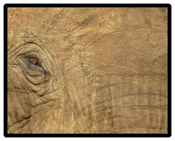 Africa, Botswana, Kasane, Close-up of Bull Elephant
