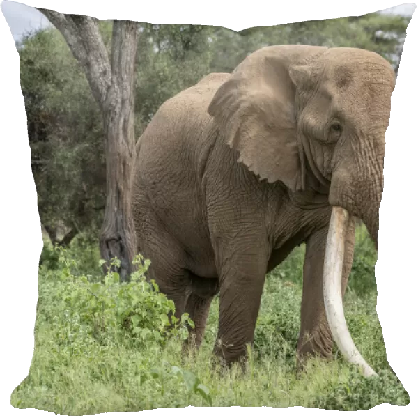 Africa, Kenya, Amboseli National Park. Close-up of elephant