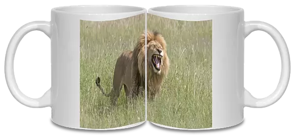 Africa, Tanzania, Serengeti. Lion displaying the Flehmen reaction