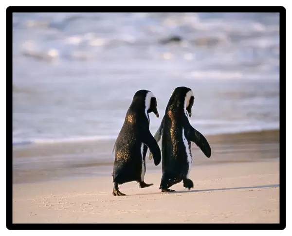 African Penguins walking hand in hand near Capetown, South Africa