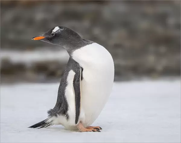 Antarctica, South Georgia Island, Stromness Bay. Gentoo penguin close-up