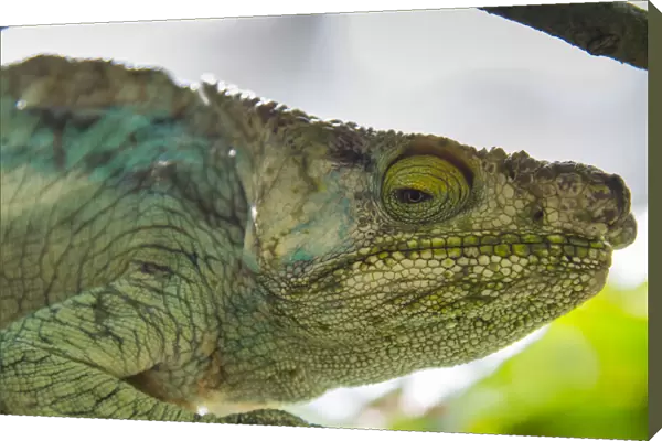 Madagascar, Marozevo, Peyrieras Reptile Farm. Parsons chameleon
