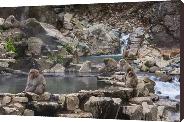 Japanese snow monkeys, macaques, sitting around the hot springs of Jigokudani Park
