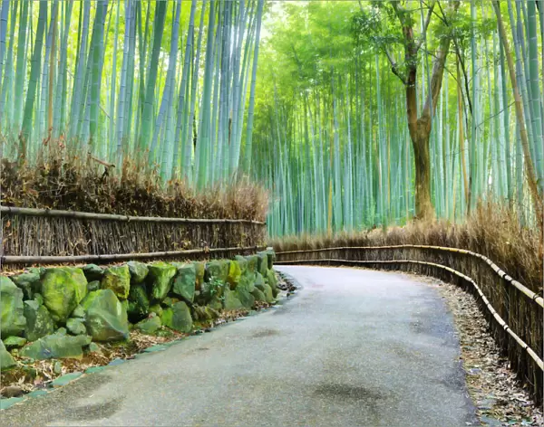 Kyoto. Abstract of Arashiyama Bamboo Grove