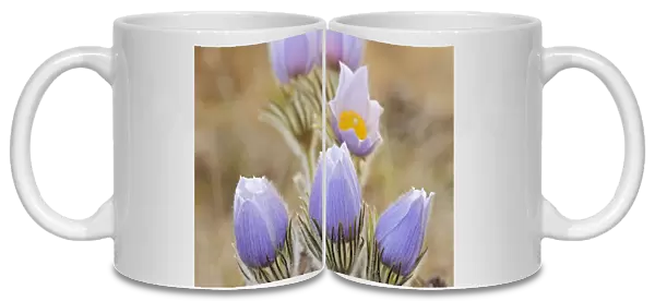 Canada, Manitoba. Prairie crocus flowers close-up