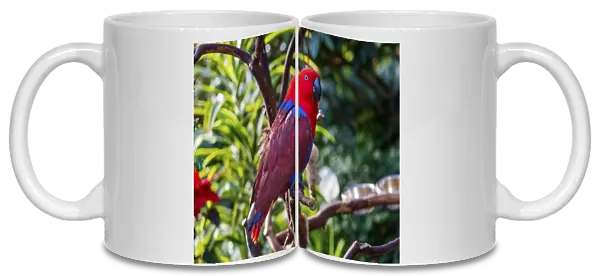 Red blue Female Eclectus Parrot close-up Native to Solomon Islands, New Guinea