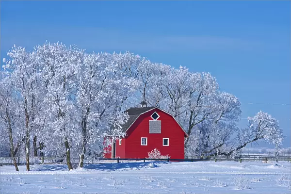Canada, Manitoba, Deacons Corner. Red barn surrounded by trees covered with