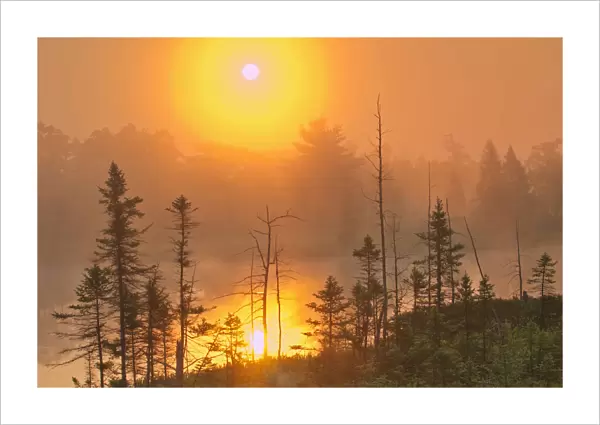 Canada, Ontario, Torrance Barrens Dark-Sky Preserve. Foggy sunrise on forest