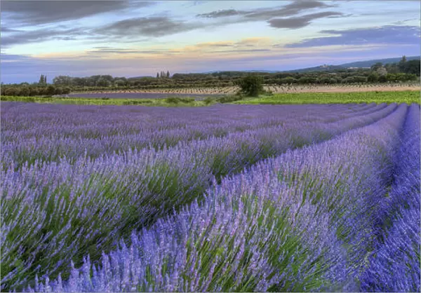 Lavender bloom near Sault in the south of France panoramic