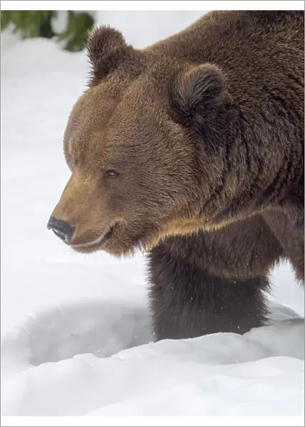 Eurasian brown bear (Ursus arctos arctos) in deep snow, During winter in National Park