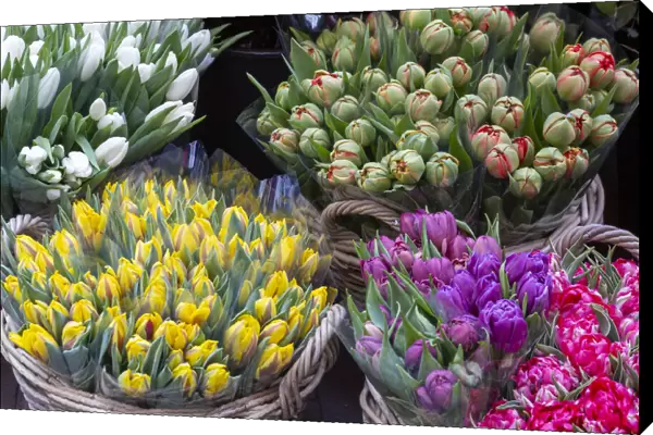 Europe, Netherlands, Amsterdam. Tulip bouquets on display by vendor