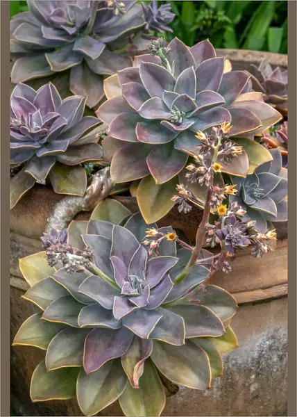 Ghost plant, succulent in a clay pot