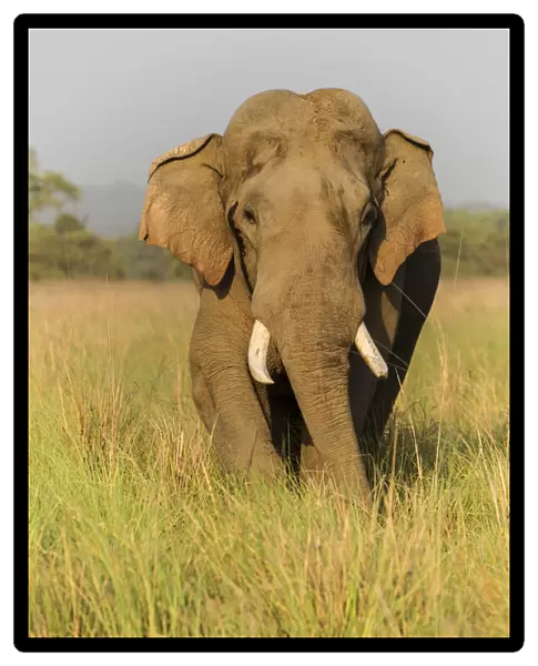 Musth Asian Elephant in the grassland, Corbett National Park, India