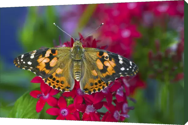 American Painted Lady butterfly on Penta, a subtropical plant that butterflies love to