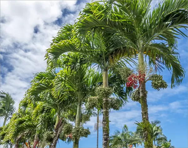 Manila Palm trees