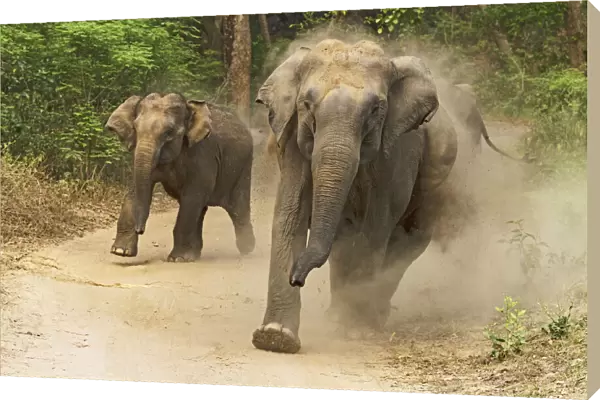 Asian Elephants charging, Corbett National Park, India