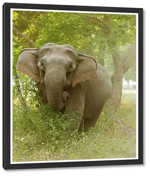 Asian Elephant on the edge of forest. Corbett National Park, India