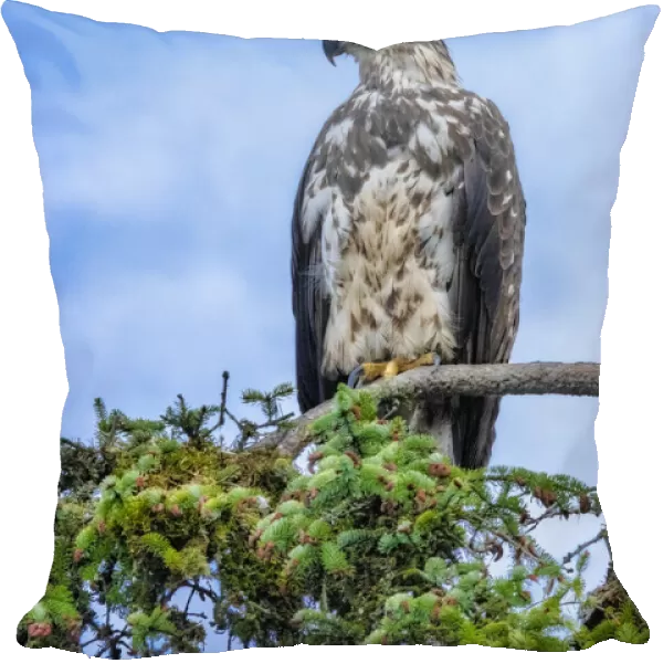 Bald Eagle, Alaska, USA