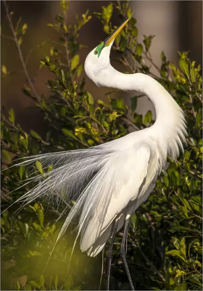 A great egret performs a breeding display at a rookery in southwest Florida