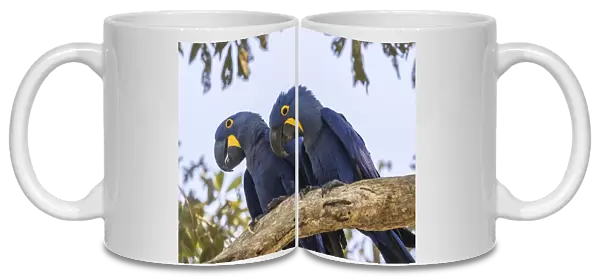 Brazil, Pantanal. Hyacinth macaw pair in tree. Credit as